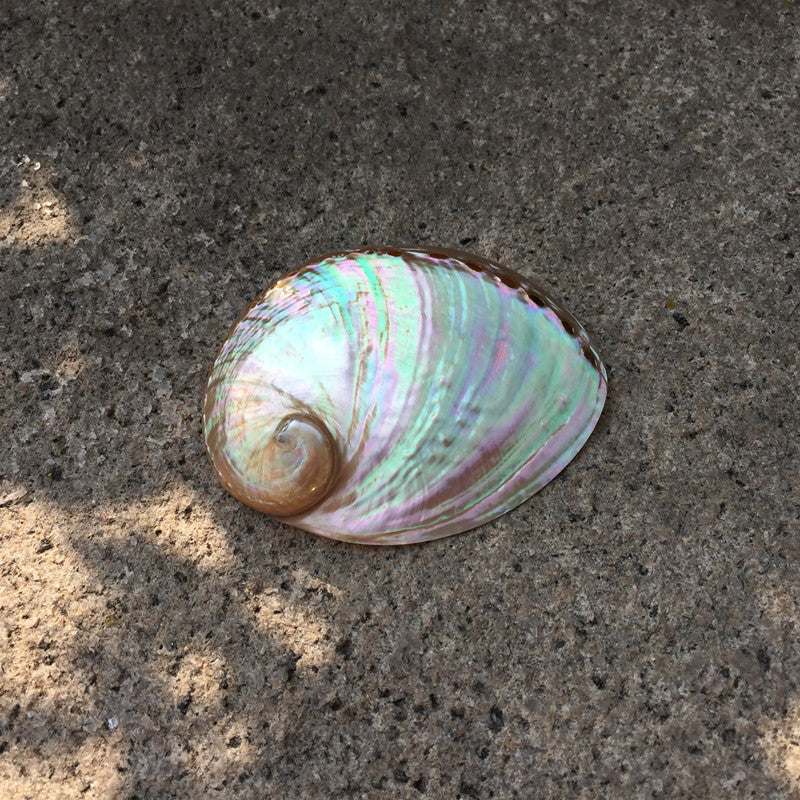 Home Decoration Conch Shell Ornaments