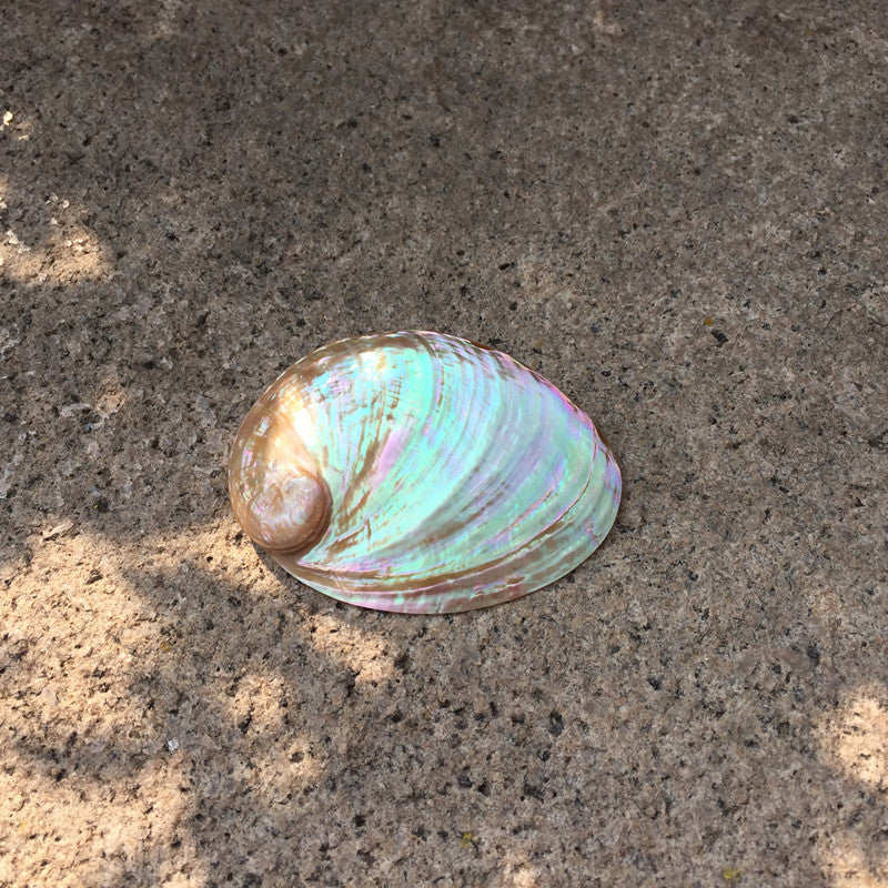 Home Decoration Conch Shell Ornaments