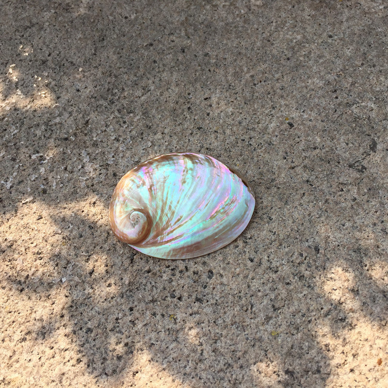 Home Decoration Conch Shell Ornaments