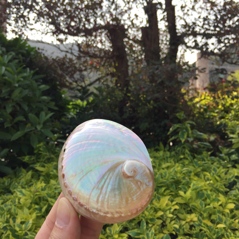 Home Decoration Conch Shell Ornaments