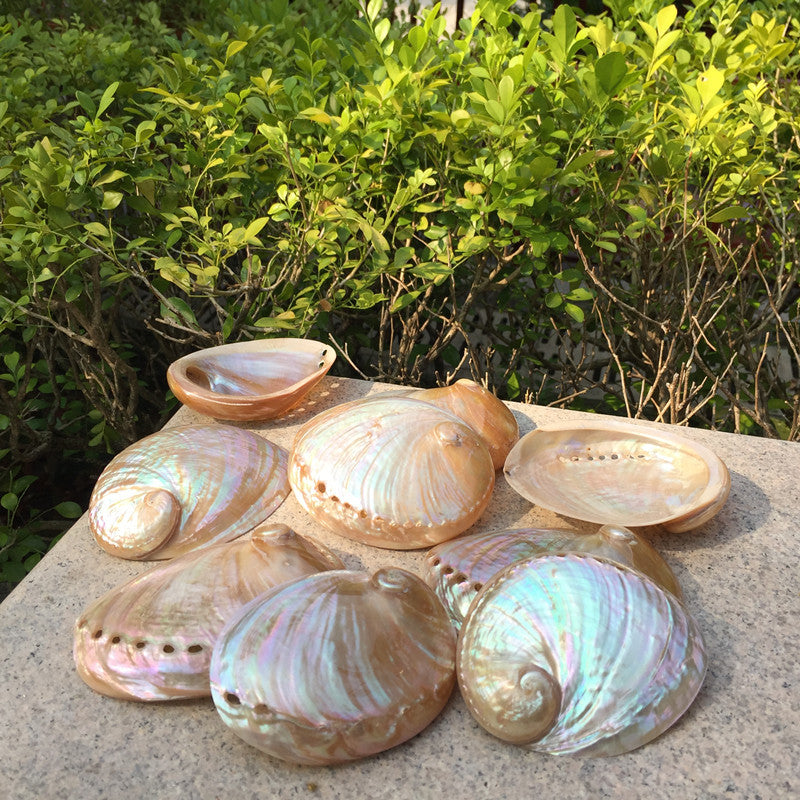 Home Decoration Conch Shell Ornaments